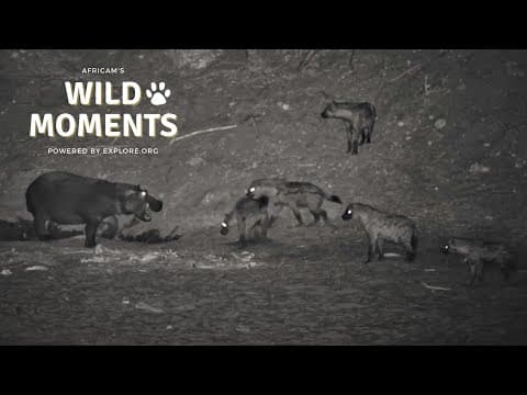 Hyena, Civet & Warthogs | Wild Moments | September 11