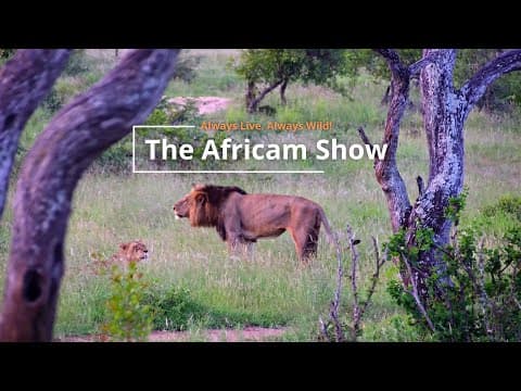 Elephants & Zebra | The Africam Show