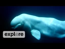 Zen Den - Beluga Whales
