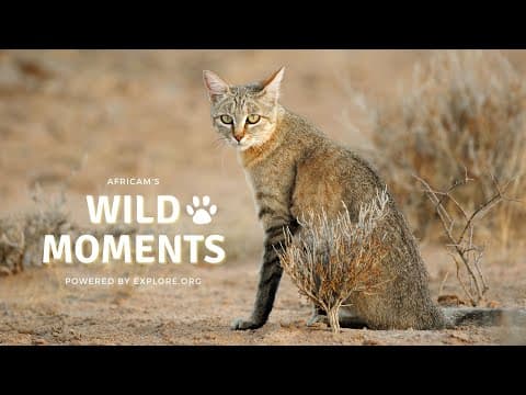 Wild Moments Show 7.14.22