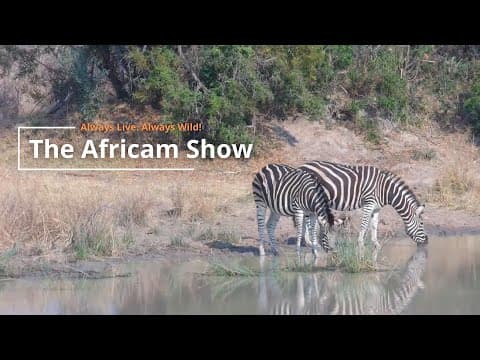 Zebra, Crocodiles And Birds | The Africam Show