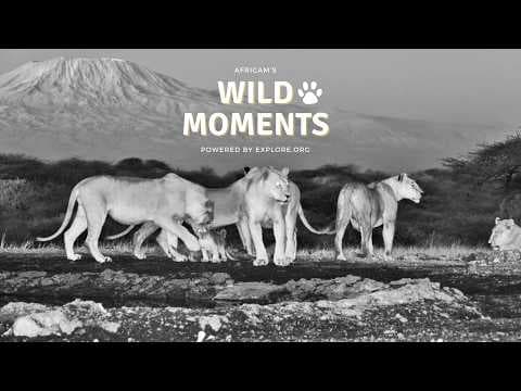 Lions & Elephants: Best Highlights of the Week (August 13) | Wild Moments