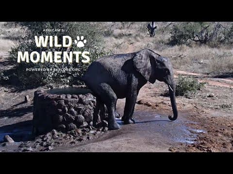 Everything Elephant | Wild Moments