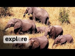 Zen Den - African Elephants