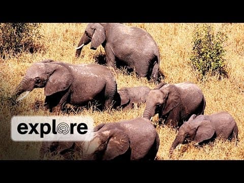 Zen Den - African Elephants