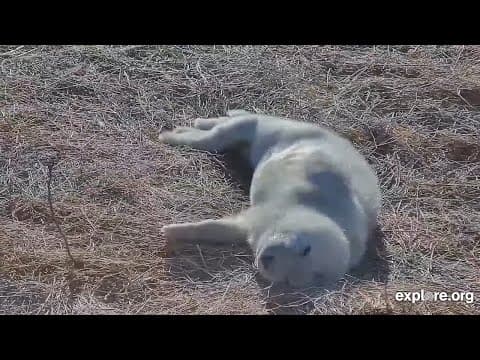 Only Three Weeks With Mom! Grey Seal Pupping | Live Chat