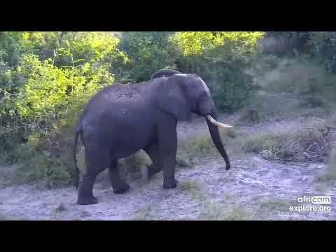The Africam Show 5.10.22