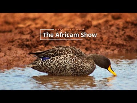 Summer Babies | The Africam Show | November 19