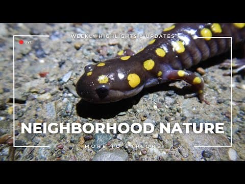 Neighborhood Nature | More to Explore