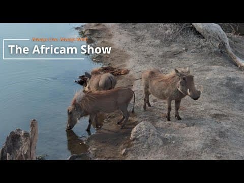 Warthogs & Antelope | The Africam Show | July 2
