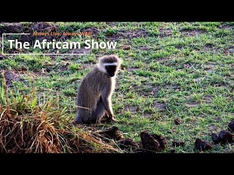 Primates & Birds | The Africam Show