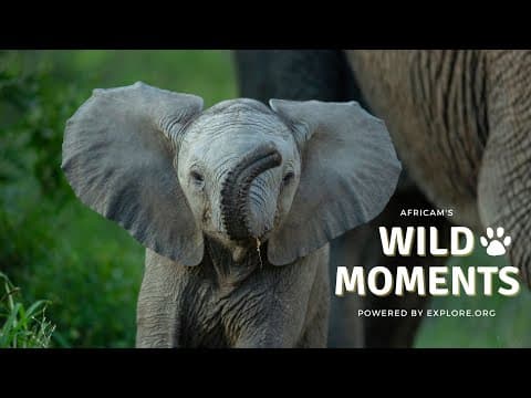Wild Moments | 7.28.22