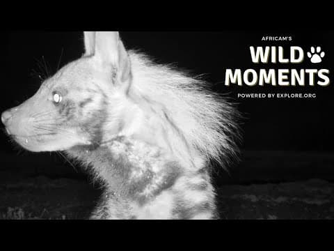 Otter, Honey Badger & Hyena | Wild Moments | July 25
