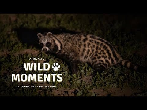 Wild Moments Show 6.30.22