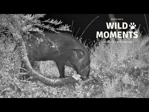 Best Wild Moments 2025 | Wild Moments | December 11