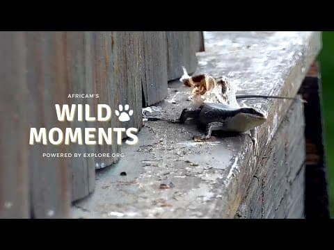 Snakes and Lizards | Wild Moments