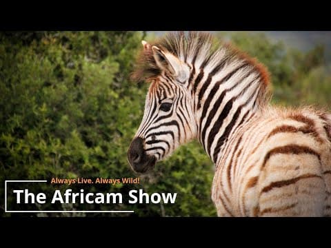 The Africam Show | 10.4.22