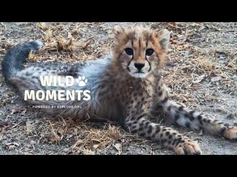 World Cheetah Day | Wild Moments | December 4