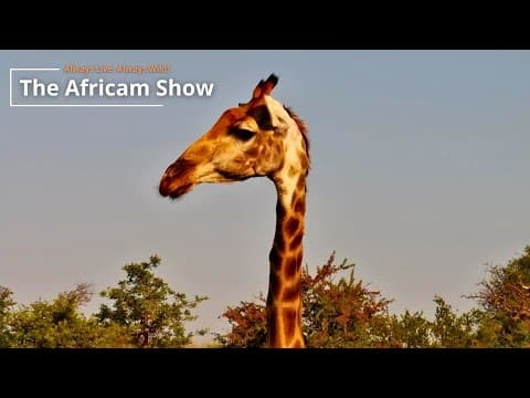Giraffe & Birds | The Africam Show | January 20