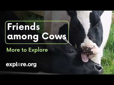 Friends among Cows | More to Explore