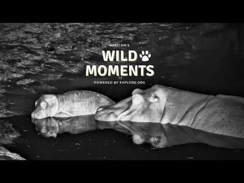 Harsh Wild Moments: Best Highlights of the Week (July 2) | Wild Moments