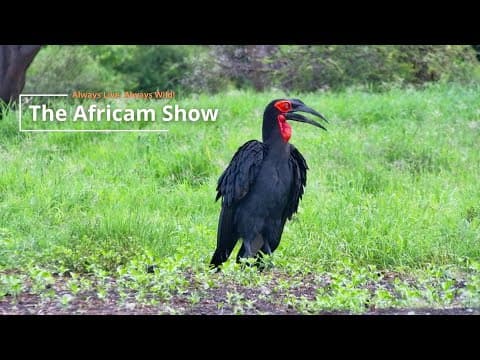 Birds & Babies | The Africam Show | May 13