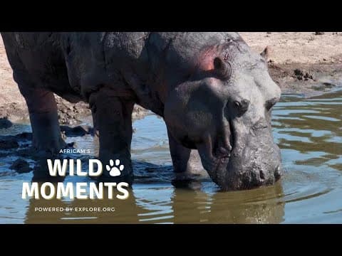 Nkorho Wildlife | Wild Moments | July 18