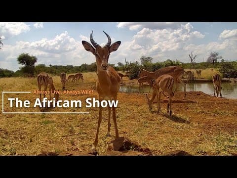 The Africam Show | March 12