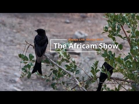 Elephants & Antelopes | The Africam Show | March 19