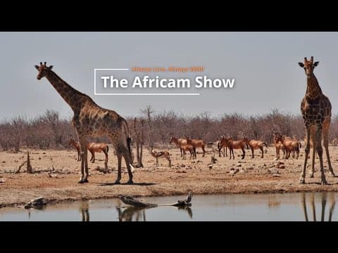 Giraffe & Antelope | The Africam Show | March 25