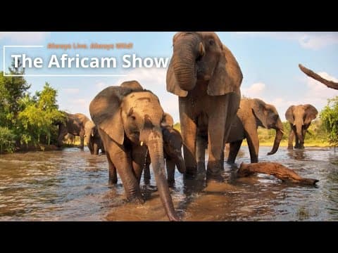 Rhino and Elephants | The Africam Show | April 30