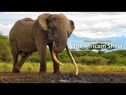 Elephants & Crocodiles | The Africam Show | June 17