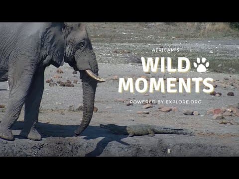 Elephants! | Wild Moments Show | May 30