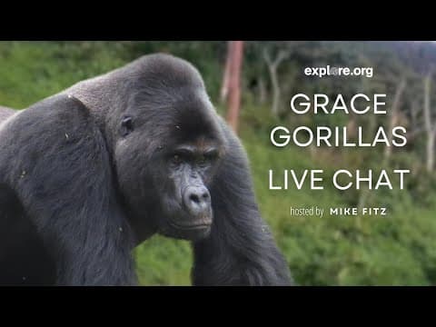 Gorilla Care and Family Dynamics | Explore Live Events