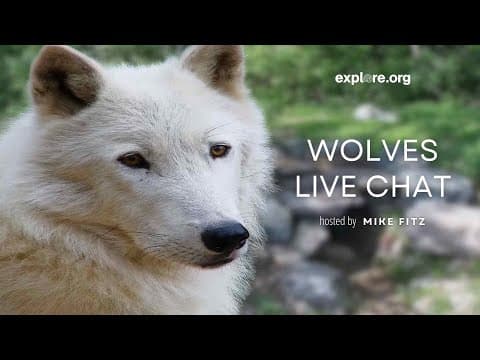 How Do You Create A Wolf Pack? | Live Chat