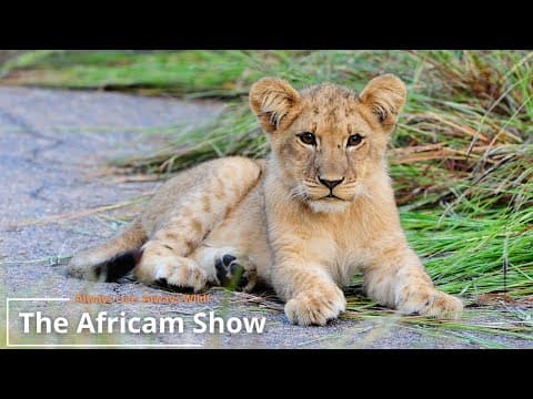 The Africam Show | 8.10.22
