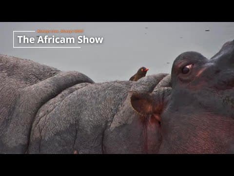 Hippos & Birds | The Africam Show | September 30