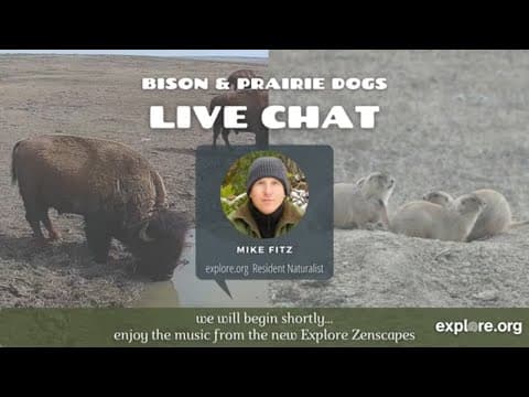 Return of the Bison | Live Chat with Mike Fitz