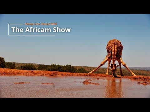 Giraffe & Zebra | The Africam Show | January 28