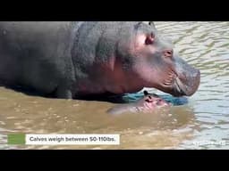 Mommy And Me | Hippo Gives Birth On Camera!
