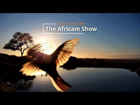 Birds & Big Animals | The Africam Show | October 28