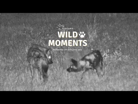 Hyenas, Elephants & Genets | Wild Moments | May 22