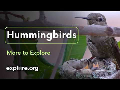 Hummingbirds: Physiology, 3D Navigation, and Nesting Secrets | More to Explore