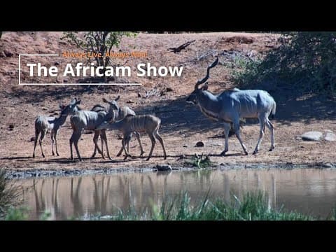 Giraffe & Antelope | The Africam Show | June 4