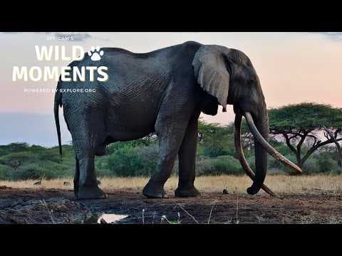 One Ton & Wildebeest Crossings: Best Highlights of the Week (July 9) | Wild Moments