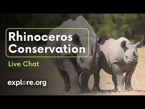 Rhinoceros of Loisaba – Conservation and Restoration