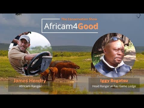 All About the Animals at Tau | Africam4Good