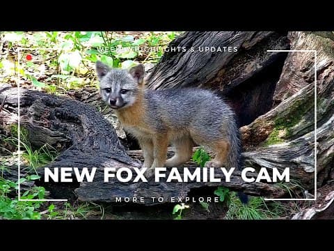 New Fox Family Cam | More to Explore