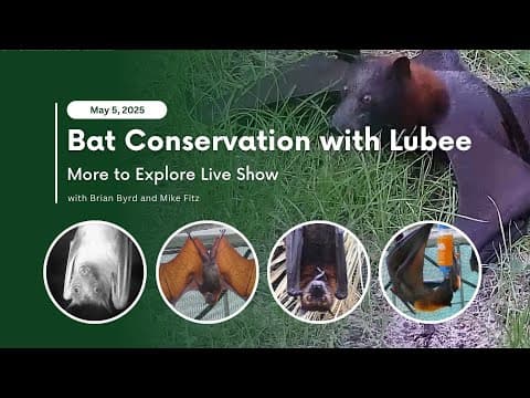 Bat Conservation with Lubee | More to Explore Live Show