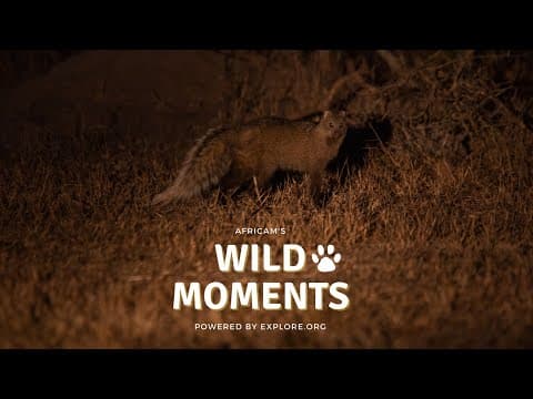 Unique Animals | Wild Moments